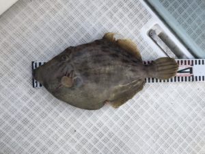 さぶろう丸 釣果