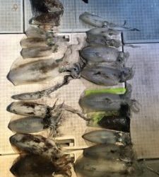 さぶろう丸 釣果