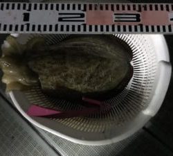 さぶろう丸 釣果