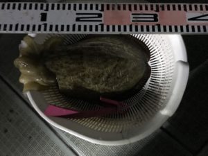 さぶろう丸 釣果