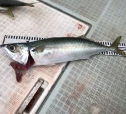 さぶろう丸 釣果
