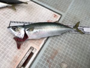 さぶろう丸 釣果