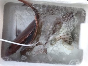 さぶろう丸 釣果