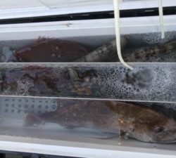 さぶろう丸 釣果