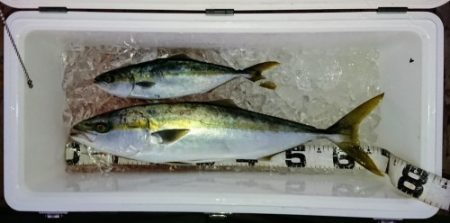 火遠理丸（ほおりまる） 釣果