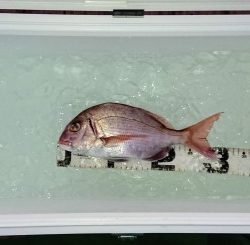 火遠理丸(ほおりまる) 釣果