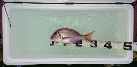 火遠理丸(ほおりまる) 釣果