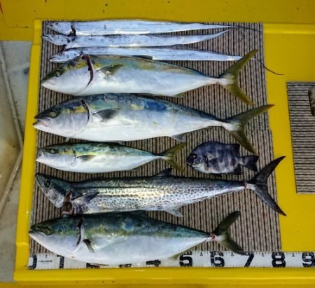 火遠理丸（ほおりまる） 釣果