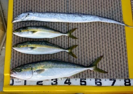 火遠理丸（ほおりまる） 釣果