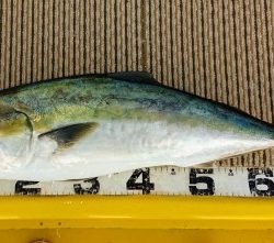 火遠理丸（ほおりまる） 釣果