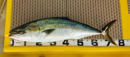 火遠理丸（ほおりまる） 釣果