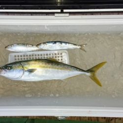 火遠理丸（ほおりまる） 釣果