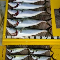 火遠理丸(ほおりまる) 釣果