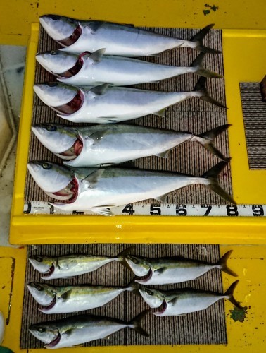 火遠理丸(ほおりまる) 釣果