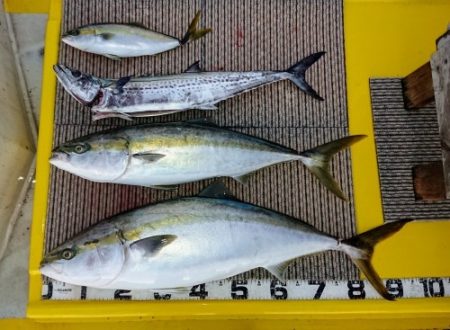 火遠理丸(ほおりまる) 釣果