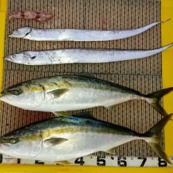 火遠理丸(ほおりまる) 釣果