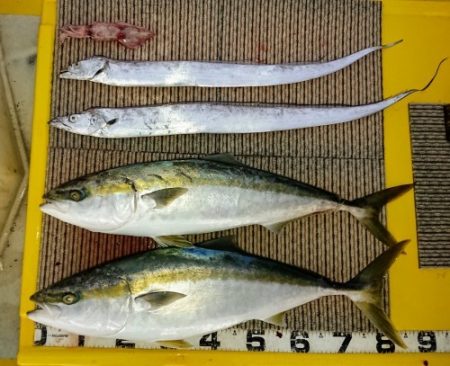 火遠理丸(ほおりまる) 釣果