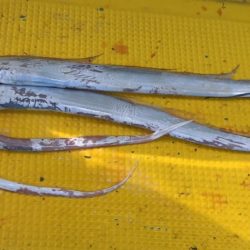 火遠理丸(ほおりまる) 釣果