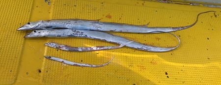 火遠理丸(ほおりまる) 釣果