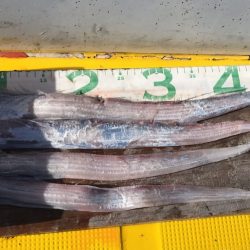 火遠理丸(ほおりまる) 釣果