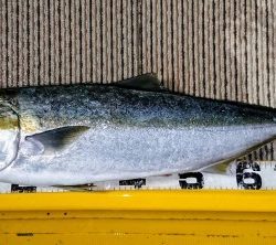 火遠理丸(ほおりまる) 釣果