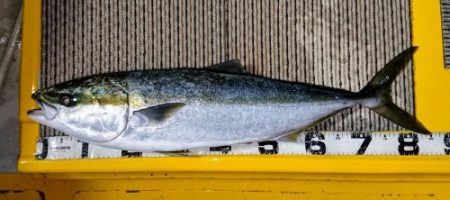 火遠理丸(ほおりまる) 釣果