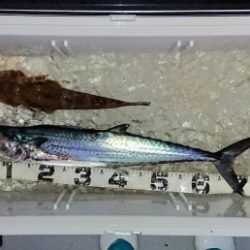 火遠理丸(ほおりまる) 釣果