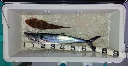 火遠理丸(ほおりまる) 釣果