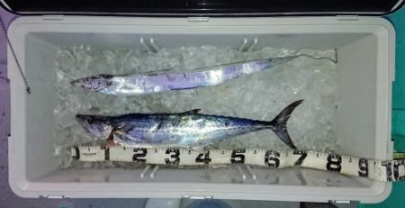 火遠理丸(ほおりまる) 釣果