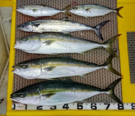 火遠理丸（ほおりまる） 釣果