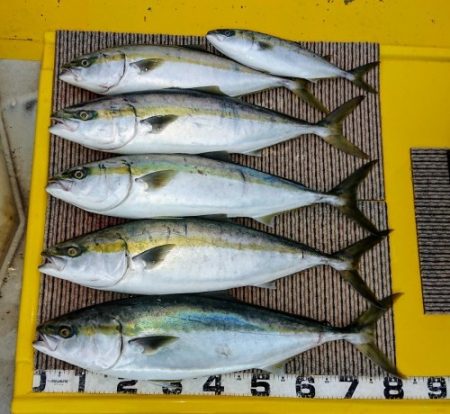 火遠理丸(ほおりまる) 釣果