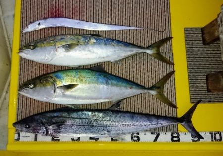 火遠理丸(ほおりまる) 釣果