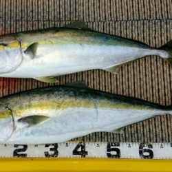 火遠理丸(ほおりまる) 釣果