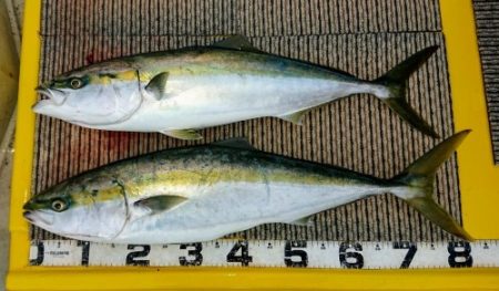 火遠理丸(ほおりまる) 釣果