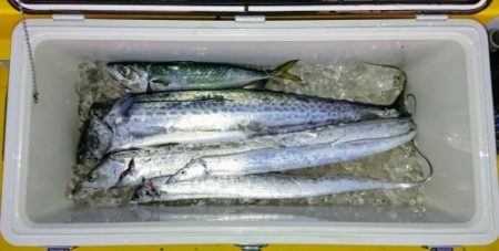 火遠理丸(ほおりまる) 釣果