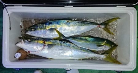 火遠理丸(ほおりまる) 釣果