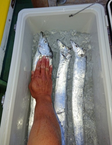 火遠理丸(ほおりまる) 釣果