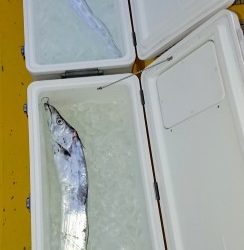 火遠理丸(ほおりまる) 釣果