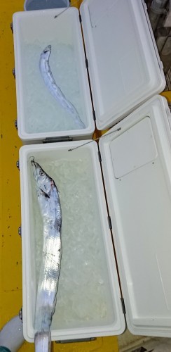 火遠理丸(ほおりまる) 釣果