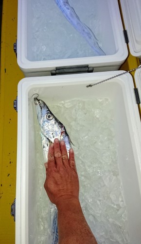 火遠理丸(ほおりまる) 釣果