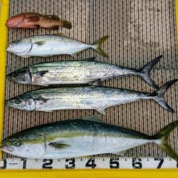 火遠理丸(ほおりまる) 釣果