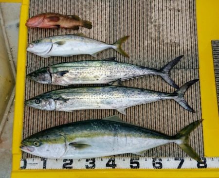 火遠理丸(ほおりまる) 釣果