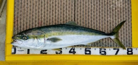 火遠理丸(ほおりまる) 釣果