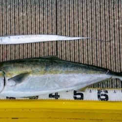 火遠理丸(ほおりまる) 釣果