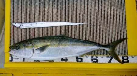 火遠理丸(ほおりまる) 釣果