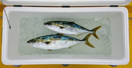 火遠理丸(ほおりまる) 釣果