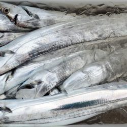 遊漁船 ニライカナイ 釣果