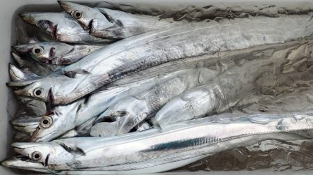 遊漁船 ニライカナイ 釣果