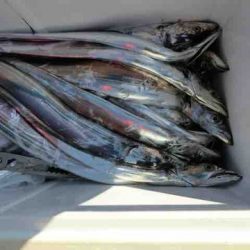 遊漁船 セトマリン 釣果