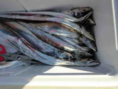 遊漁船 セトマリン 釣果